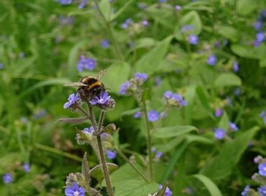 No Mow May bees