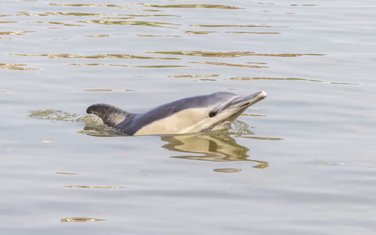 Wild dolphin spotted in Thames. Pic: Alexander Nicoloau / Climate Change