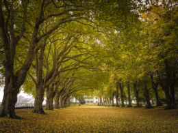Wandsworth Park