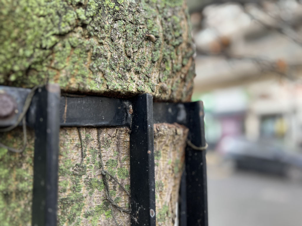 tree-railing - Putney.news A fence eating/growing into a tree. Roehampton