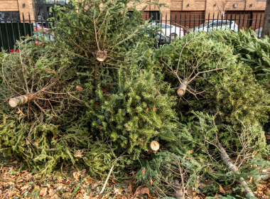 Christmas tree recycling