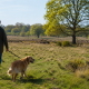 Person walking a golden retriever on a leash through a grassy field with scattered trees on a sunny day