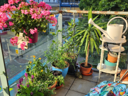 Wandsworth in Bloom 2025 Winner for Best Balcony or Container Garden