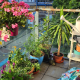 Wandsworth in Bloom 2025 Winner for Best Balcony or Container Garden