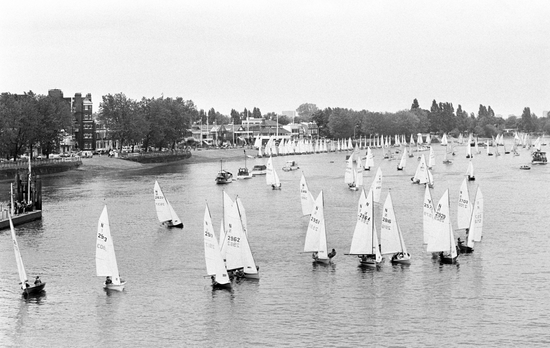 Many small sailboats with white sails on a wide river, with a tree-lined shore and buildings in the background.