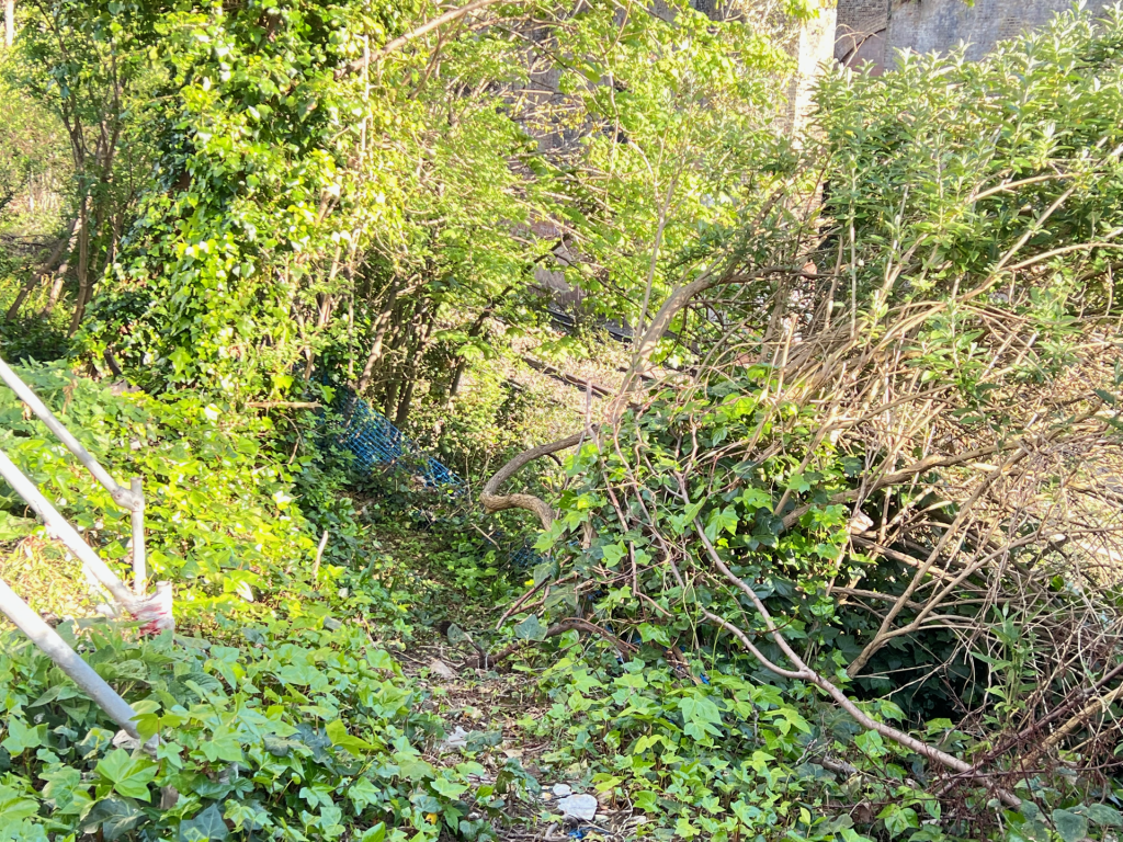 Overgrown parkland at the back of Fawe Park Road. Community groups are trying to help; the authorities are not communicating.