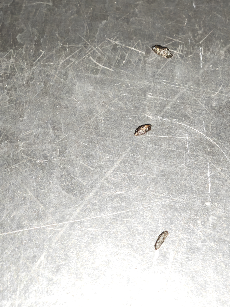 Mouse droppings found at the cinema in Wandsworth. 