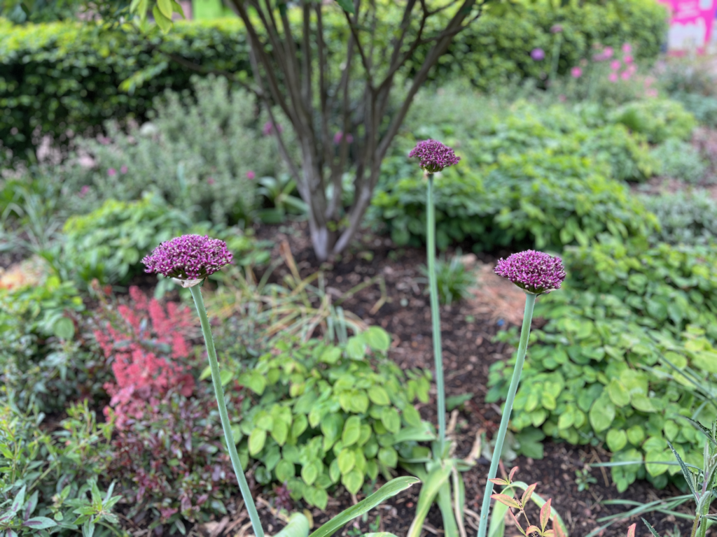 Three tall purple allium flowers on long stems in a lush garden bed.