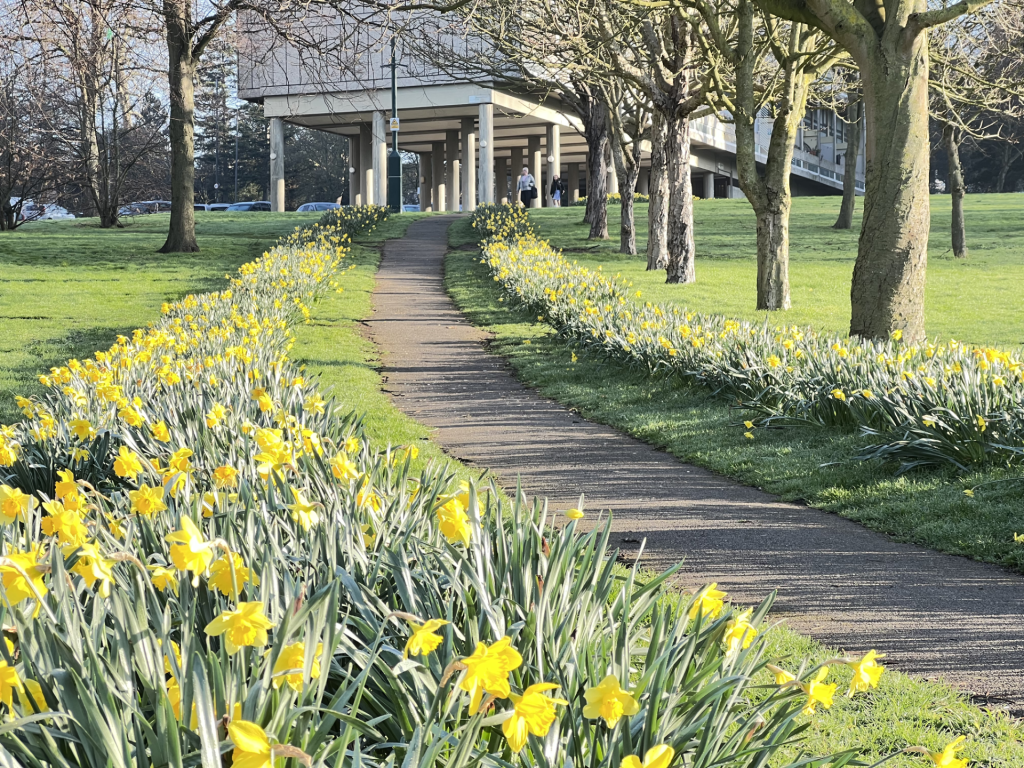 Path lined with yellow daffodils leading to a modern building, with trees on both sides and a sunny, green lawn.