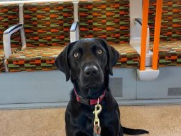 Missing black labrador Astra