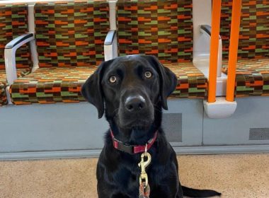 Missing black labrador Astra