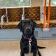 Missing black labrador Astra
