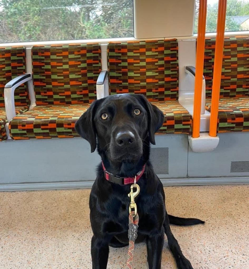 Missing black labrador Astra
