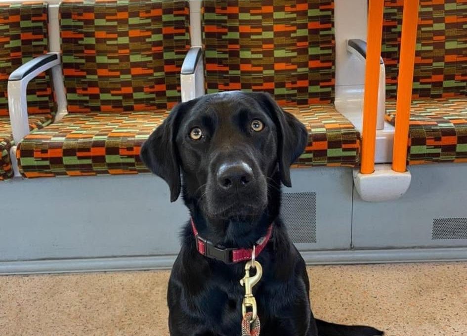 Missing black labrador Astra