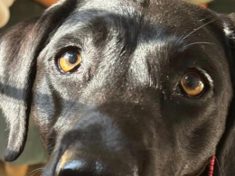 Close-up of Astra, a black Labrador with distinctive pale amber eyes