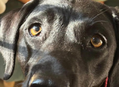 Close-up of Astra, a black Labrador with distinctive pale amber eyes
