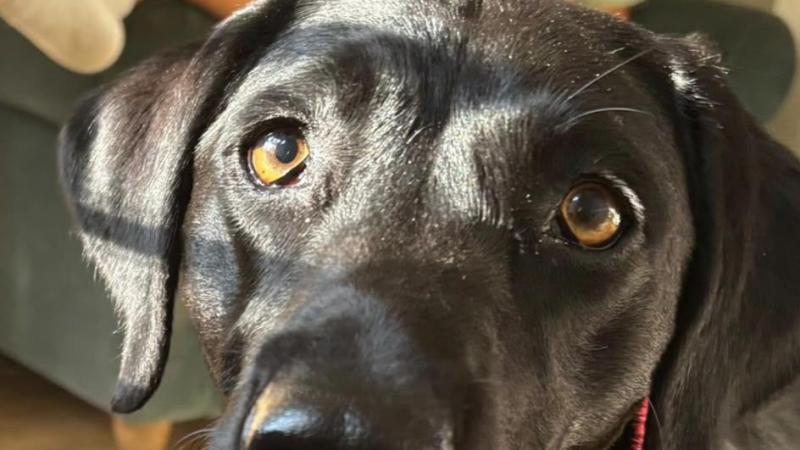 Close-up of Astra, a black Labrador with distinctive pale amber eyes