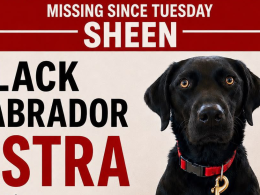 Missing dog Astra