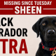 Missing dog Astra