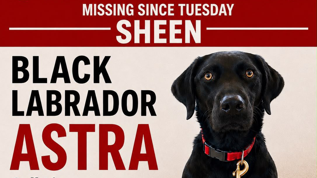 Missing dog Astra