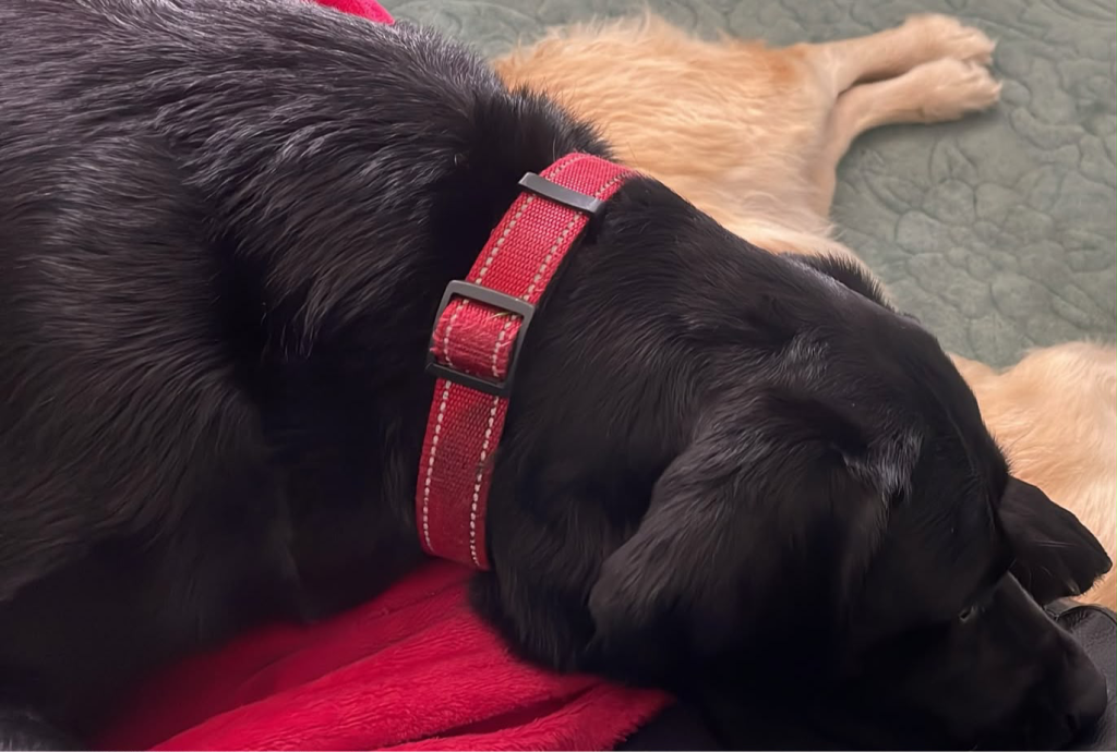 Astra the missing dog back at home