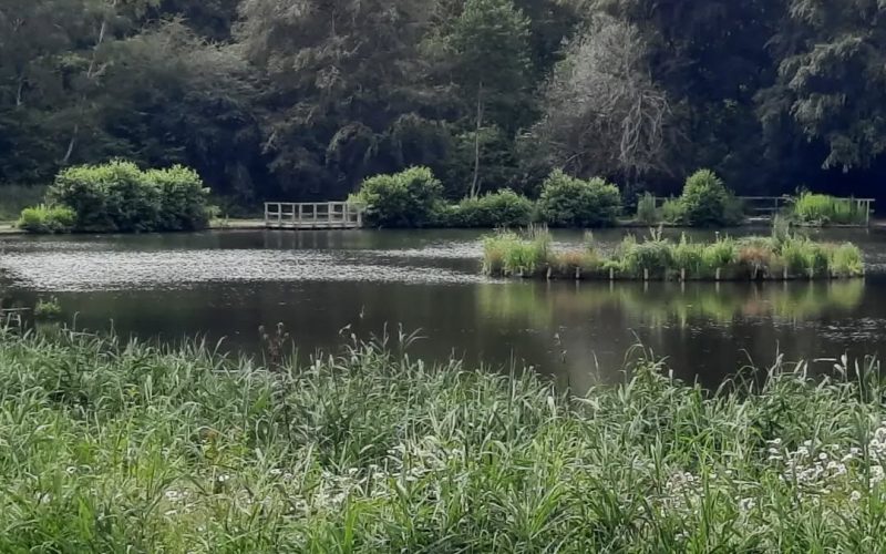 Queenmere Pond. Pic: WPCC