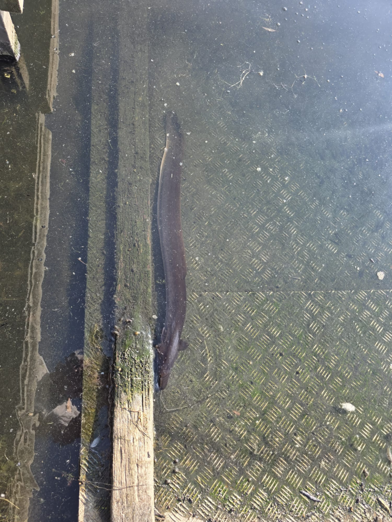 Dead eel in Wimbledon Park lake
