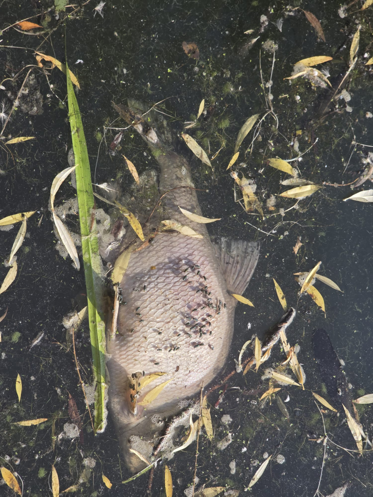 Dead fish in Wimbledon Park Lake