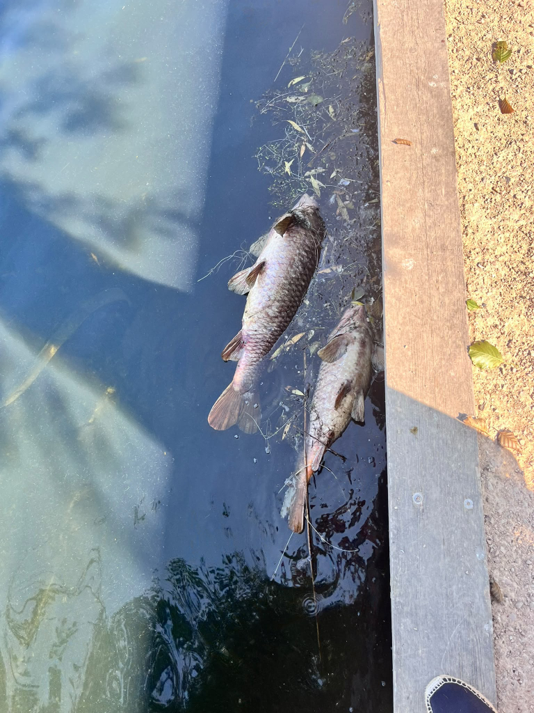 Dead fishes in Wimbledon Park Lake