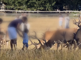 Man with toddler with deer in Richmond Park