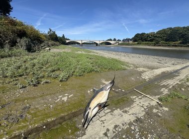 A stranded dolphin found dead on the banks of the Thames. Pic: Rob Deaville