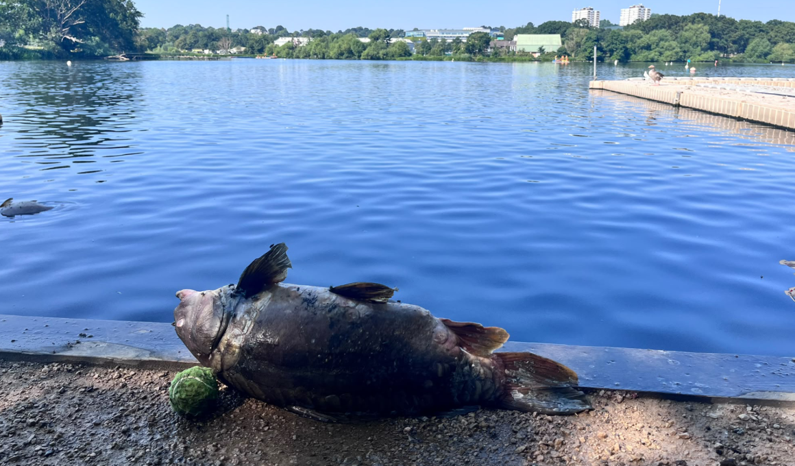 Dead fish at Wimbledon Park Lake