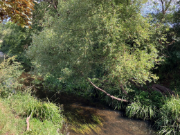 Beverley Brook