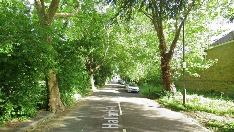 Climbers to check Lower Common plane trees after branches fall